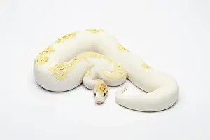 Impresiones de Paradoja Super Fire Ball Python o Royal Python -Python regius-, macho Pitón Bola Imprime: Paradoja Super Fire Ball Python o Royal Python -Python regius-, macho.
