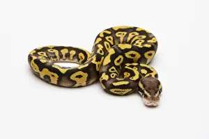 Impresiones de Pez de colores fantasma amarillo del estómago Ball Python o Royal Python -Python regius-, macho Pitón Bola Imprime: Pez de colores fantasma barriga amarilla boa constrictora o pez real -Python regius