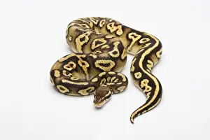 Impresiones de Pastel Phantom Yellow Belly Ball Python o Royal Python -Python regius-, hembra Pitón Bola Imprime: Pez de colores fantasma, barriga amarilla