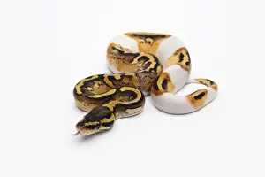 Impresiones de Pastel Piebald Ball Python o Royal Python -Python regius-, hembra Pitón Bola Imprime: Pastel Piebald Ball Python o Royal Python -Python regius-, hembra.
