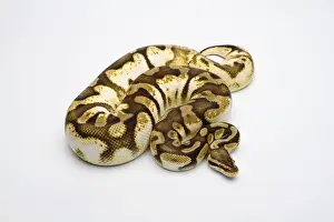 Impresiones de Pastel Sugar Ball Python o Royal Python -Python regius-, hembra Pitón Bola Imprime: Pastel Sugar Ball Python o Royal Python -Python regius-, hembra.