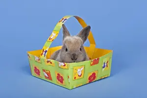 Easter Tradition Images Imprime: Pet rabbit in an Easter basket