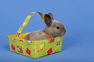 Easter Gift Ideas Imprime: Pet rabbit in an Easter baskets