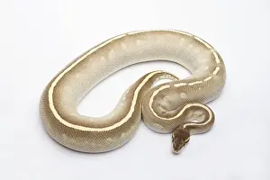 Impresiones de Phantom Mojave Het Ghost Ball Python o Royal Python -Python regius-, hembra Pitón Bola Imprime: Fantom Mojave Het Ghost Ball Python o Royal Python -Python regius-, hembra.