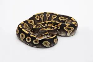 Ball Python Female Imprime: Phantom Yellow Belly Ball Python or Royal Python -Python regius-, female