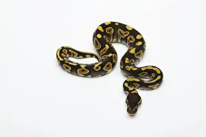 Impresiones de Fantom Yellow Belly Ball Python o Royal Python -Python regius-, macho Pitón Bola Imprime: Fantom Yellow Belly Ball Python o Royal Python -Python regius-, macho.