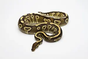 Ball Python Imprime: Phantom Yellow Belly Ball Python or Royal Python -Python regius-, female