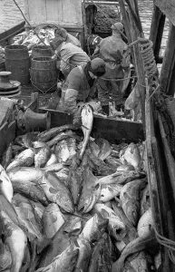 Traditional Fishing Methods Imprime: Codfish Sorting