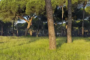 Huelva Province Spain Imprime: Pine tree forest