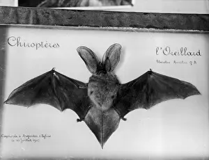 Brown Long Eared Bat Imprime: Plecotus Auritus