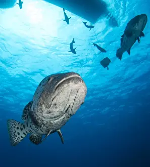 Great Barrier Reef Photography Imprime: Potato Cod