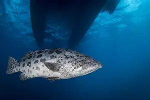 Great Barrier Reef Photography Imprime: Potato Cod