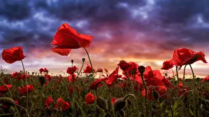 Fine Art Photography Imprime: Remembering