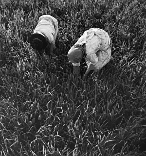 Rural Women At Work Imprime: Rice Fields