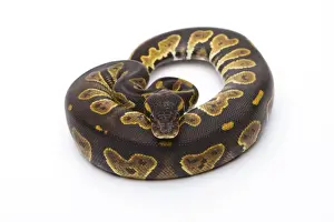 Impresiones de 'Python Real -Python regius-, Cabeza Negra, hembra, Markus Theimer criadero de reptiles, Austria' Pitón Bola Imprime: 'Royal Python -Python regius-, Black Head