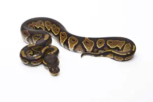 Royal Python -Python regius-, Black Head, female, Markus Theimer reptile breeding, Austria