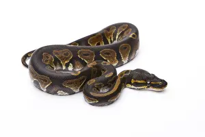 Constrictor Snake Species Imprime: Royal Python -Python regius-, Black Head, male, Markus Theimer reptile breeding, Austria