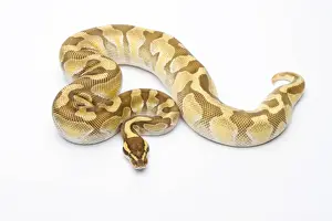 Impresiones de Pitón Real -Python regius-, Enchi Butter, macho, Markus Theimer criadero de reptiles, Austria Pitón Bola Imprime: 'Python real -Python regius-, Butter Enchi