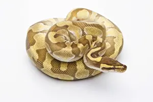 Ball Python Imprime: Royal Python -Python regius-, Butter Enchi, male, Markus Theimer reptile breeding, Austria