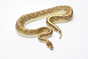 Ball Python Imprime: Royal Python -Python regius-, Champagne, male, Markus Theimer reptile breeding, Austria