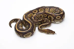 Impresiones de 'Python real -Python regius-, Fefe, macho, Markus Theimer criadero de reptiles, Austria' Pitón Bola Imprime: Python Real -Python regius-, Fefe, macho, Markus Theimer criadero de reptiles, Austria