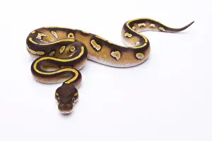 Impresiones de Anaconda Real -Python regius-, Mojave Black Head, hembra, Markus Theimer reptil criador, Austria Pitón Bola Imprime: Pitón Real -Python regius-, Mojave Black Head