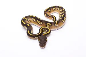 Impresiones de Anaconda Real -Python regius-, Mojave Black Head, macho, Markus Theimer reptil criadero, Austria Pitón Bola Imprime: Anaconda Real -Python regius-, Mojave Black Head