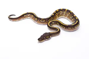 Studio Shot Reptiles Imprime: Royal Python -Python regius-, Mojave Black Head