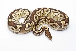Impresiones de Anaconda Real -Python regius-, Mojave Razor, hembra, Markus Theimer criadero de reptiles, Austria Pitón Bola Imprime: Pitón Real -Python regius-, Mojave Razor
