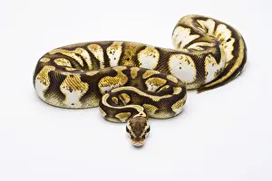 Reptile Photography Austria Imprime: Royal Python -Python regius-, Pastel Calico