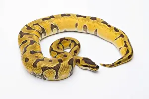 Impresión enmarcada : Royal Python -Python regius-, Super Enchi, hembra, Markus Theimer criaderos de reptiles, Austria. Impresión enmarcada : Royal Python -Python regius-, Super Enchi, hembra, Markus Theimer criaderos de reptiles, Austria.