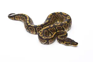 Reptile Photography Austria Imprime: Royal Python -Python regius-, Super Granite