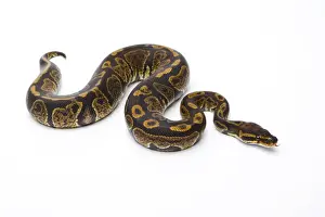 Impresiones de 'Python real -Python regius-, Super Granite, macho, Markus Theimer criadero de reptiles, Austria' Pitón Bola Imprime: 'Python Real -Python regius-, Super Granite
