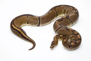 Impresiones de Pitón Real -Python regius-, Super Venom, hembra, Markus Theimer criadero de reptiles, Austria Pitón Bola Imprime: Pitón Real -Python regius-, Super Veneno