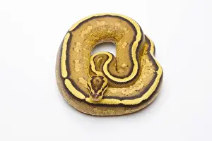 Impresiones de Python real -Python regius-, Superstripe, macho, Markus Theimer criadero de reptiles, Austria Pitón Bola Imprime: 'Royal Python -Python regius-, Superstripe