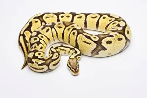 Python Regius Imprime: Royal Python -Python regius-, Vanilla Super Pastel