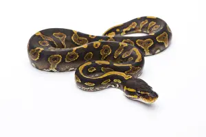 Impresiones de 'Royal Python -Python regius-, Yellow Belly Black Head, hembra, Markus Theimer reptil criador, Austria' Pitón Bola Imprime: 'Royal Python -Python regius-, Belly Amarillo Cabeza Negra