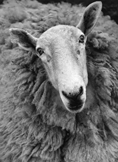 Farm Animals Images Imprime: Ruminant