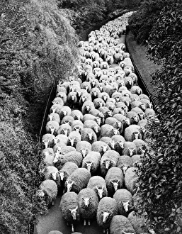 Landscape Photography Art Imprime: Sheep on path, elevated view (B&W)