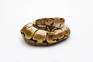 Impresiones de La serpiente de ballena de araña o la serpiente real -Python regius-, hembra Pitón Bola Imprime: La serpiente de ballena de araña o la serpiente real -Python regius-, hembra.