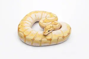 Ball Python Imprime: Spider CG Ball Python or Royal Python -Python regius-, male