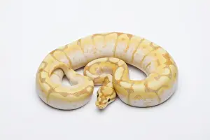 Impresiones de Araña CG Ball Python o Royal Python -Python regius-, macho Pitón Bola Imprime: Araña CG Ball Python o Royal Python -Python regius-, macho.