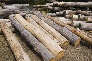 Coniferous Tree Trunks Imprime: Stack of Eastern white pine tree logs, Laurentians, Quebec, Canada