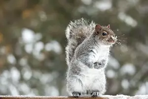 Impresiones de un lindo ardilla gris parada en una viga de un cerco Imágenes fechadas el 30 de diciembre de 2015: Arbolín de Pie