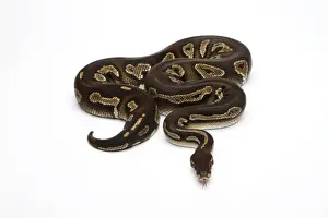 Ball Python Negro Superficie o Royal Python -Python regius-