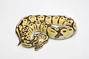 Impresiones de Serpiente de Ball Python de vainilla super pastel o serpiente real -Python regius-, hembra Pitón Bola Imprime: Serpiente de Ball Python a la vainilla o Serpiente Real -Python regius-, hembra.