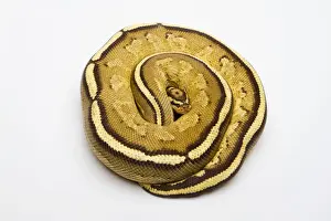 Ball Python Imprime: Superstripe Ball Python or Royal Python -Python regius-, male