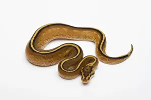 Ball Python Imprime: Superstripe Ball Python or Royal Python -Python regius-, male