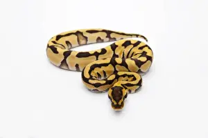 Ball Python Imprime: Tiger Ball Python or Royal Python -Python regius-, female