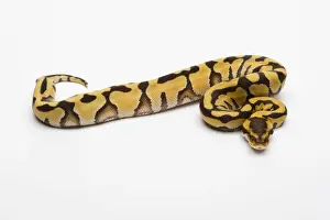 Impresiones de Tigre Ballena de Python o Royal Python -Python regius-, hembra Pitón Bola Imprime: La Pitón Real o Pitón Tigre -Python regius-, hembra.